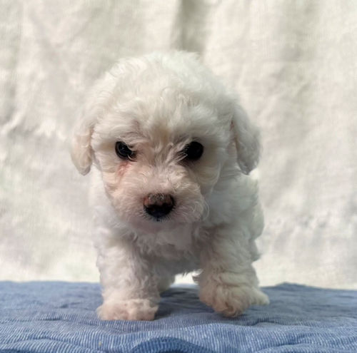 ビションフリーゼ　フランス　ふわもこ