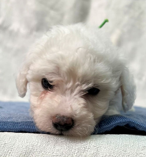 ビションフリーゼ　写真　子犬