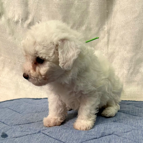 ビションフリーゼ　ブログ　インスタ