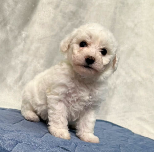 bichonfrise　CUTE　look　for