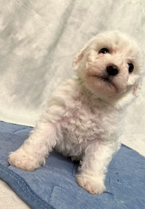 ビションフリーゼ　犬舎　関東