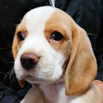 ビーグル　ブリーダー　子犬販売
