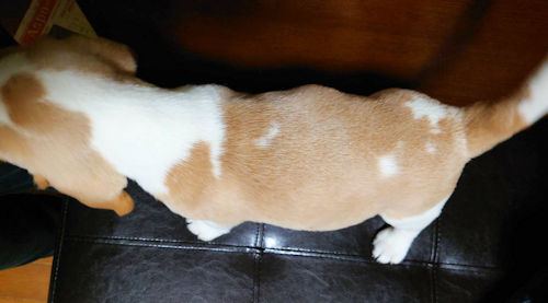 ビーグル　スヌーピー　こいぬ