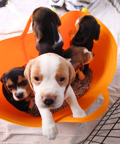 ビーグル　甘えん坊　女の子