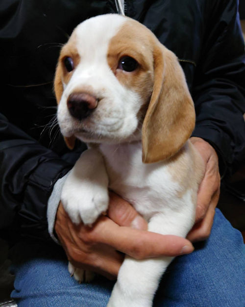 ビーグル　女の子　レモンカラー