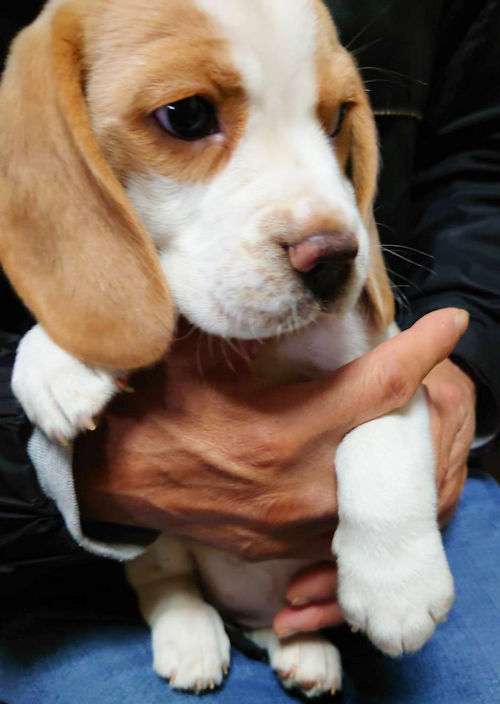 ビーグル　レモンカラー　メス