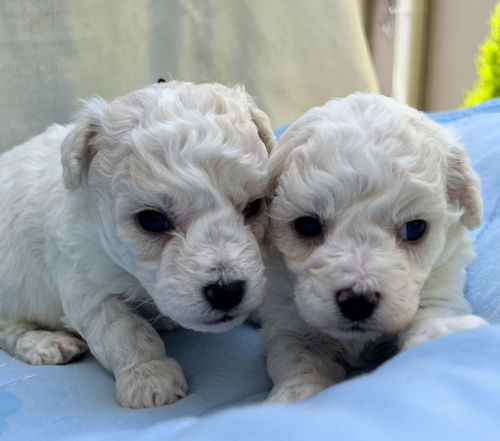ビションフリーゼ　男の子　甘えん坊