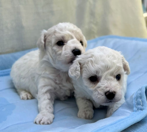 ビションフリーゼ　動画　かわいい