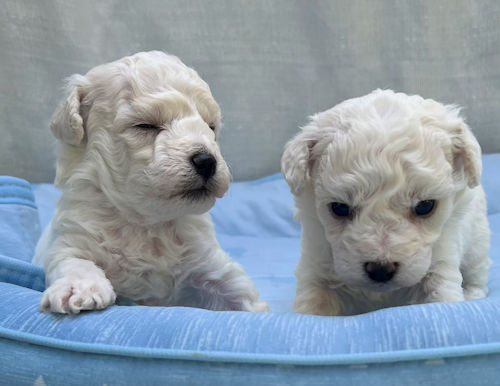 ビションフリーゼ　画像　子犬