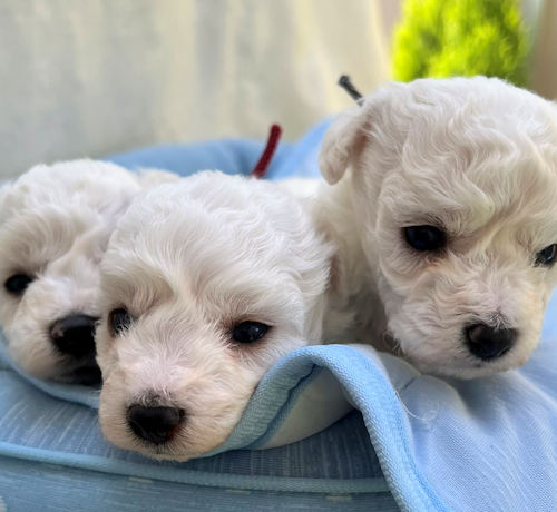 ビションフリーゼ　アフロ　ふわふわ