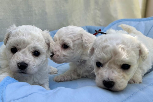 ビションフリーゼ　甘えん坊　かわいい