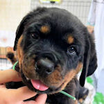 ロットワイラー　ブリーダー　子犬直販