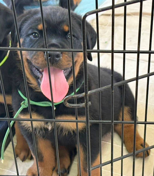 ロットワイラー 男の子 ブラックタン