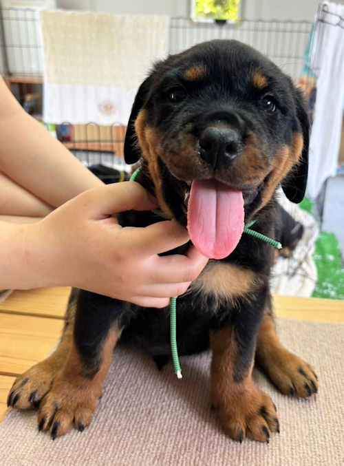 ロットワイラー 大きい 子犬