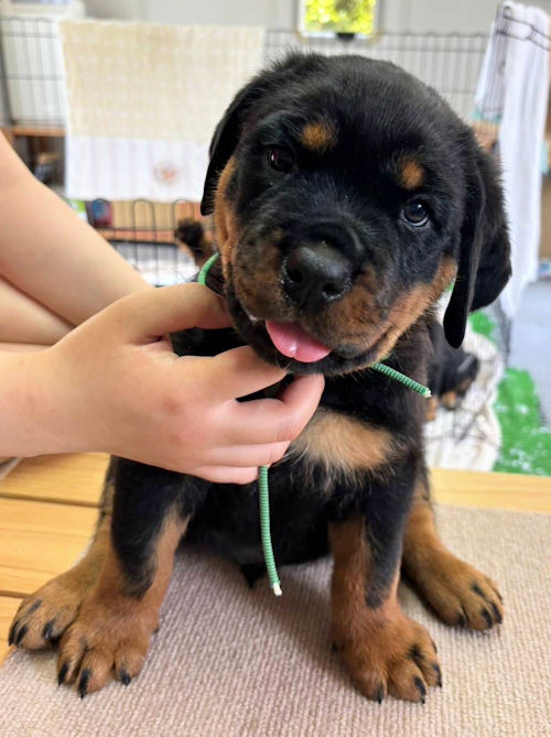 ロットワイラー 子犬 写真