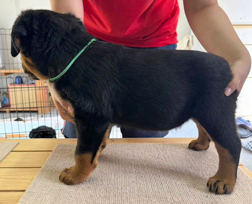 ロットワイラー 関東 ブリーダー