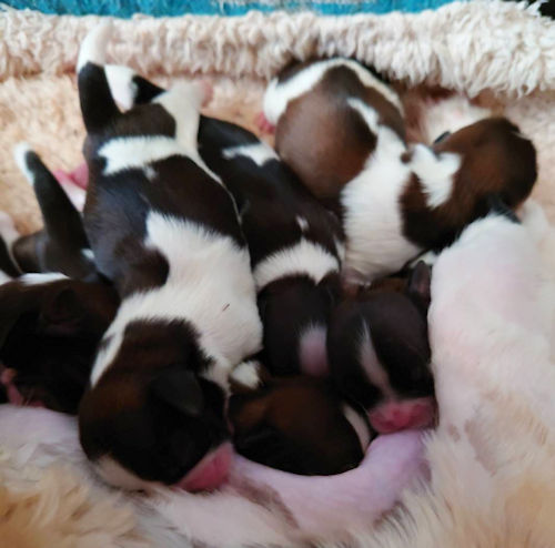 シーズー　赤ちゃん　生まれたて