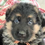 シェパードドッグ　ブリーダー　子犬販売