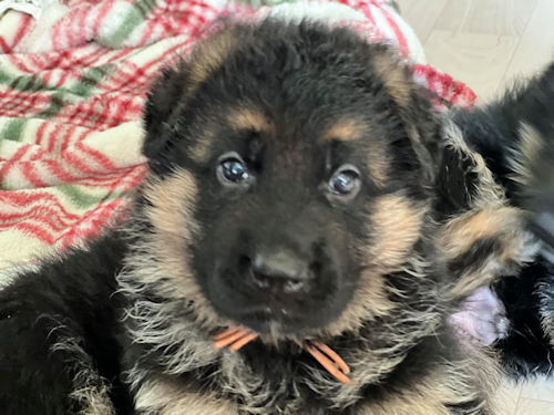 シェパード　カッコいい　子犬直販