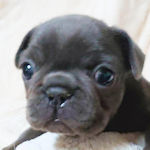 フレンチブルドッグ　ブリーダー　子犬販売