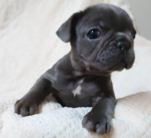 フレンチブルドッグ　子犬　犬舎