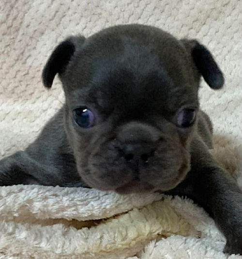 フレンチブルドッグ　パピー　赤ちゃん