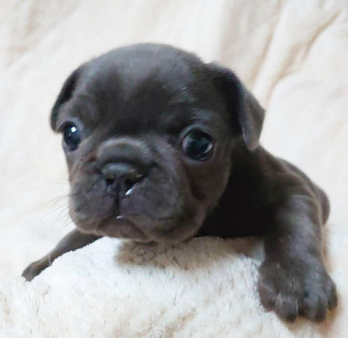 フレンチブルドッグ　珍しい　かわいい