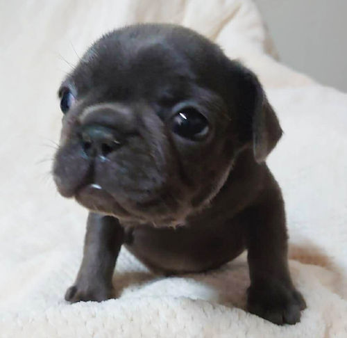 フレンチブルドッグ　　子犬　埼玉