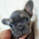 ブリーダー 子犬販売 直販 AngelWan