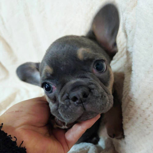 レアカラー ブルータン 子犬直販