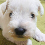 ブリーダー 子犬販売 AngelWan