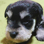 ブリーダー 子犬販売 AngelWan