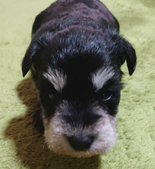 子犬　ミニチュアシュナウザー　かわいい