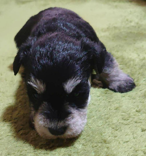 ミニチュアシュナウザー　ソルト＆ペッパー　子犬写真